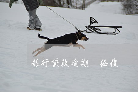 银行贷款逾期 经侦 银行贷款逾期 经侦